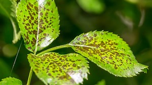 How To Treat Leaf Spot Diseases: Reasons   11 Quick Fixes