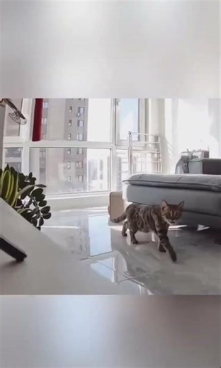 Cats are not from this planet 🪐🤣 #cat #funny #shorts