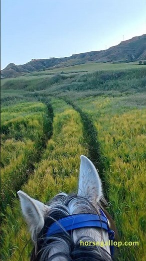 Freedom Has a Sound | Horse Gallop #horse #horseriding