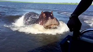 Massive hippo chases speedboat