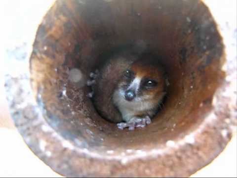 lémurien souris pygmée de Madagascar
