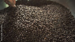 close up of a Dry organic coffee bean selecting in coffee milling process, selective focus.concept of superior quality and attention to detail of the coffee and love of nature