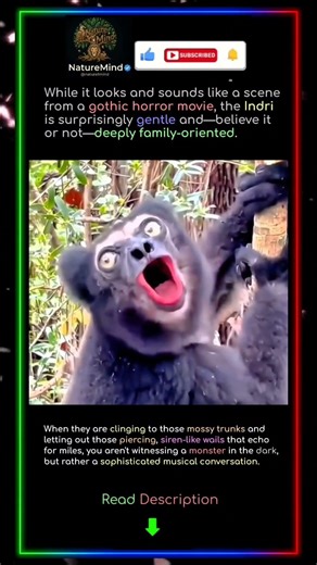 Primal Screams or Family Sing-alongs? 🐒🎶 #omg #viral #facts #nature #naturemind