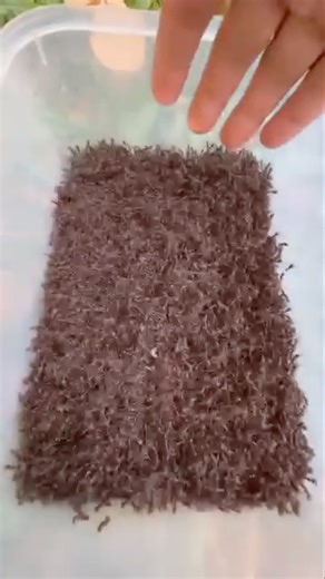 Incredible animal transformation