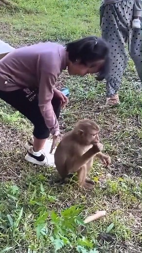 How Can We Help Monkey Kaka A Call to Action #Monkeykaka | Kaka Page