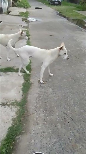 ##good dog##♥️♥️