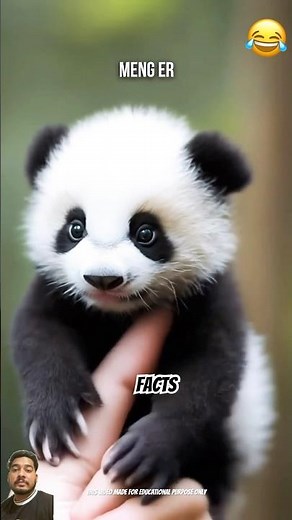 Cute panda🐼 #facts #animals #funfacts #shortsfeed #viralvideo #shorts
