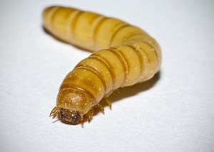 mealworms-life-cycle