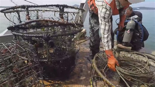 Thousands of derelict crab pots litter bottom of Puget Sound