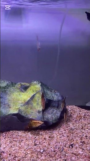 Suddenly, one fish in the aquarium ate another fish. #aquarium #fishfood #fishfeeding #fishlife