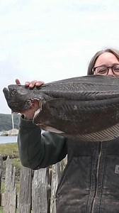 1.1K views · 21 reactions | Halibut szn is in FULL swing and breaking...