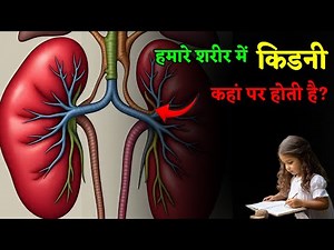 Where is the kidney in our body?