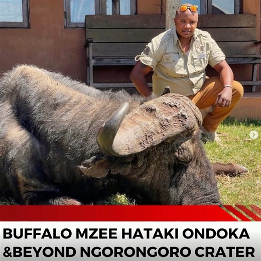 The Safari Podcast on Instagram: "Tanzania Tour Guide talks about a Buffalo who loves to stay at the &beyond Lodge at Ngorongoro Crater, on the Safari Podcast he speaks about the intelligence animals have"