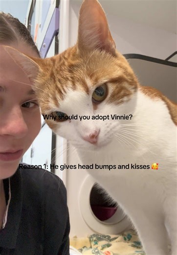 Adopt Vinnie: The Sweet Ginger and White Cat