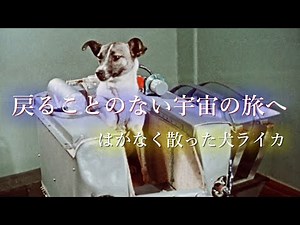 【悲しい結末】実験で宇宙へ打ち上げられた犬のライカ