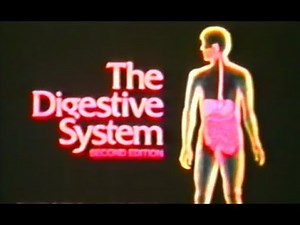 The Digestive System with Animation