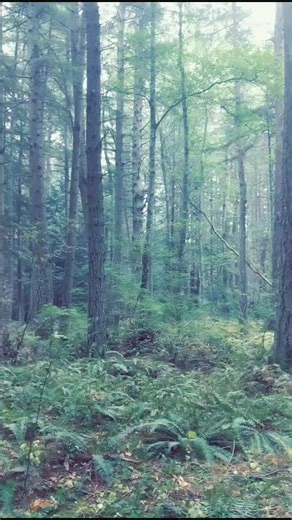 Exploring the Haunting Verses of 'The Stolen Child' Poem