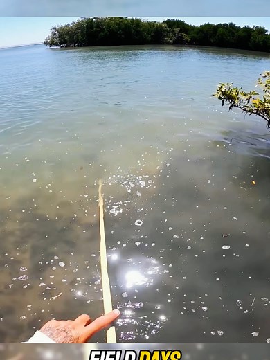 Giant crab - Catch and cook #crab #catchandcook #fishing #camping #survival #outdoors #fyp