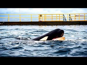 The True Story Behind Free Willy