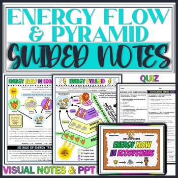 Energy Flow in Ecosystems & Energy Pyramid Doodle Guided Notes |PowerPoint |Quiz