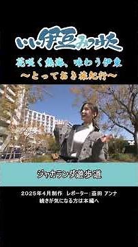 [Atami City] Jacaranda Promenade (2025)