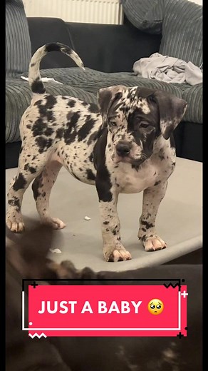 Adorable Merle Bully Puppy Playing - MAMMA'S BABY