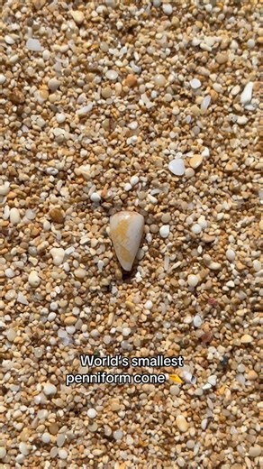 HI Shell Guy on Instagram: "Oftentimes seashells this small go unnoticed. Our friends found this beach combing, had to take a video! #shells #shell #seashells #seashells #hawaii"