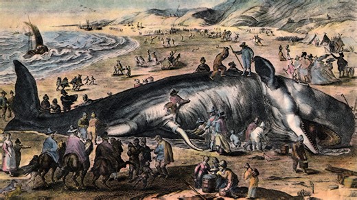 Blubber Bath: When Dead Whale Carcasses Were Used as Health Cures