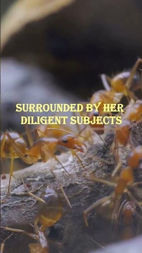 The Life of a Termite Queen: A Miniature Kingdom #termitequeen #termites #lifeofatermitequeen