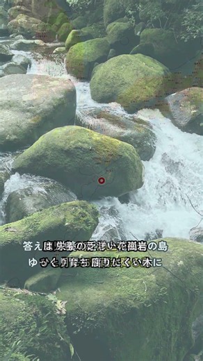 苔むす森にそびえる巨大杉 なぜ何千年も生き続けられるのか｜世界自然遺産 屋久島 #shorts