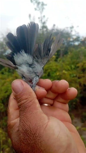 Will this gray brush-finch completely change its crest color from red to white? #birds