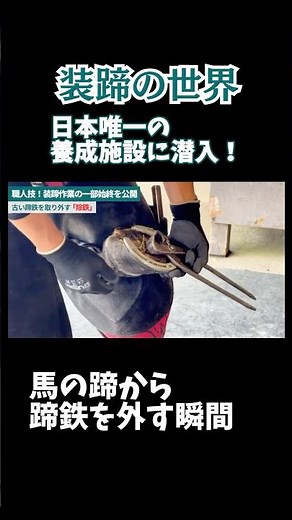 Behind the Scenes of Horseshoeing! The Moment a Horseshoe is Removed from a Horse's Hoof [Former ...