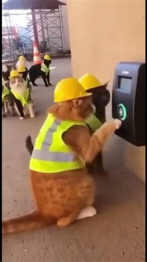 Construction Cats Check Broken Time Clock - Long Line of Furious Felines! 🐱🐱🕒😾