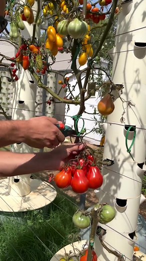 Growing Tomatoes Using Aeroponic Tower Garden for Urban Farming