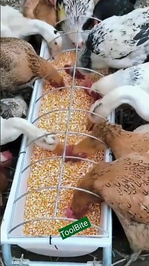 Multi-Purpose Poultry Trough | Feed and Water for Ducks, Geese, Chickens