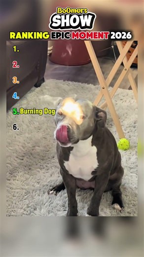 Ranking Epic Dog Moment #epic #dog #moments