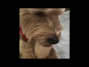ASMR dog licking bone