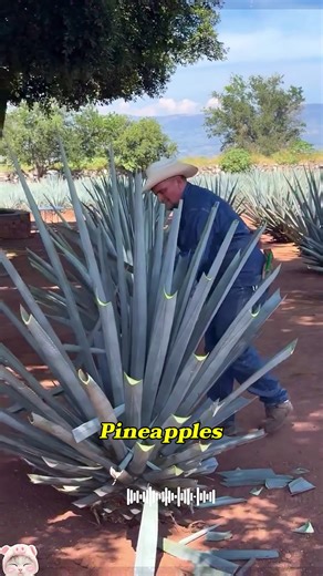 Why Cut Off Agave Leaves for Tequila?