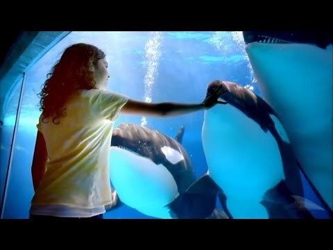 SeaWorld and Former Trainer Face off over 'Lies'