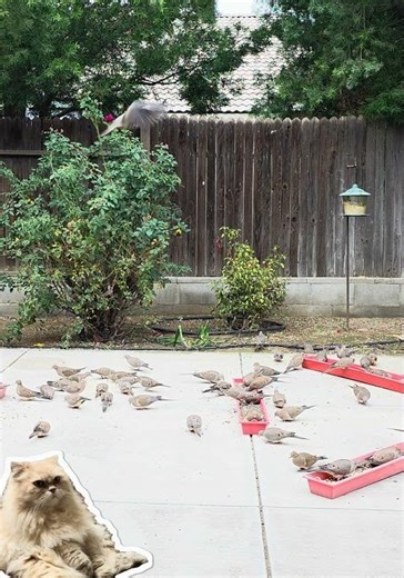 Winter brings the dove