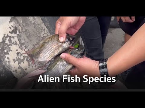 How Thailand Turns Invasive Alien Fish Species Crisis into Opportunity: Thailand Stories by TNA