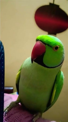 Mitthu A Mitthu Talking parrot 🦜🤪😍#cute voice #clear sound #shortvideos#youtubeshorts#talk and Smart
