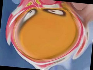 zoopals in g major 347