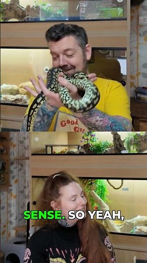 Carpet Pythons Are Actually Insane #snake #reptile #wildlife
