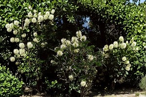 10 Texas Ebony Seeds: Fragrant Bonsai Tree, Hardy Shade Plant - Etsy