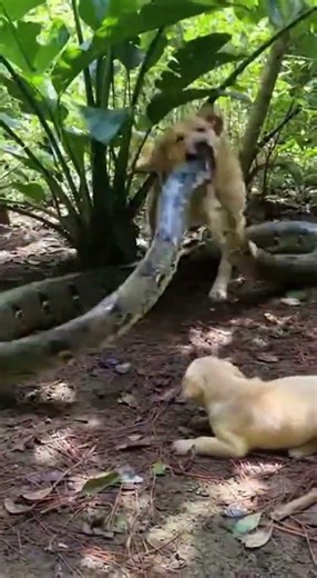 RETRIEVER vs ANACONDA Insane Backyard Fight Caught on Tape