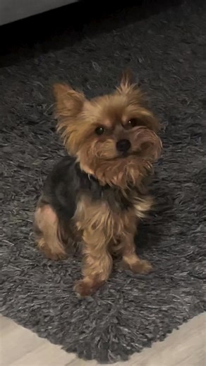 @everyone Once upon a time, in a cozy suburban neighborhood, a little sweet Yorkie named Sasha was searching for a place to call home. At just 3 years old, this adorable pup has already experienced quite the journey. Sasha was originally adopted from a breeder by a kind lady who hoped Sasha would be a perfect companion. However, things didn’t go as planned because Sasha and the household’s Australian Shepherd found it difficult to see eye to eye. Understanding that every dog deserves to feel com