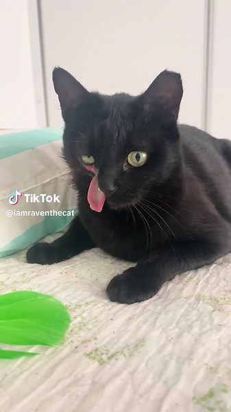 Embracing My Worthiness as a Magical and Radiant Raven