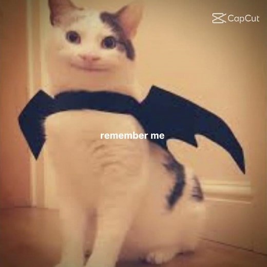 Rest In Peace Ollie The Polite Cat/Beluga🕊️✨