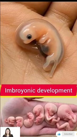 "Embryonic Development 3D Animation | From Fertilization to Fetus Growth Explained 👶🧬"
